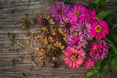 How to Plant Zinnia Seeds in 5 Easy Steps - Minneopa Orchards