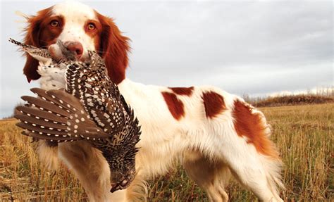 What Is The Best Hunting Dog For Pheasant