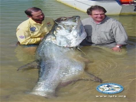 Costa Rica Tarpon Fishing | Rio Indio Lodge