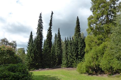 Picea omorika - Trees and Shrubs Online