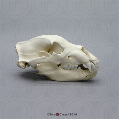 Grizzly Bear Skull - Bone Clones - Osteological Reproductions