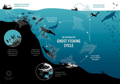 Olive Ridley Project - PADI Distinctive Specialty - PADI Pros