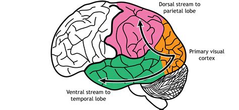 Vision: Central Processing – Foundations of Neuroscience