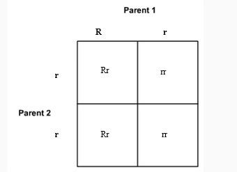 Analyze this Punnett square. 2. In the Punnett square, what percentage of the offspring are ...