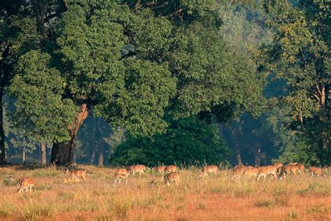 Learn about the flora and fauna in Kanha | Timbuktu Travel