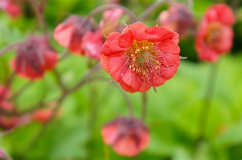 Geum | Organic Gardener