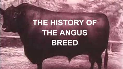 Angus History