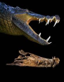 Kaprosuchus saharicus (Boar Croc) | Paul Sereno - Paleontologist | The University of Chicago