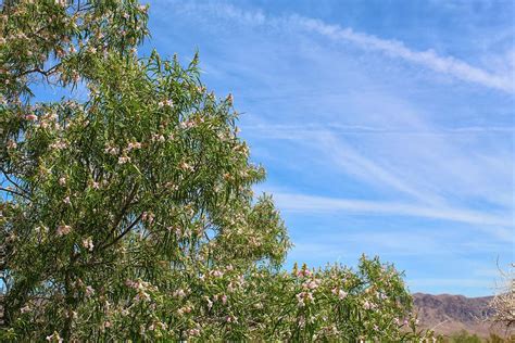 How To Bonsai A Desert Willow [And How To Care For It]