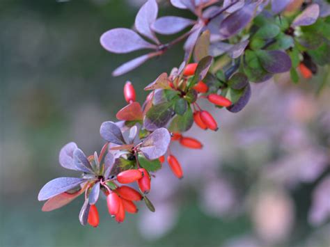 Japanese Barberry - Care, Growing, Watering, Flowering, Propagation - Plant Index