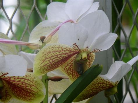 Orchids at the Botanical Garden in Rio de Janeiro - Brazil : Grows on You