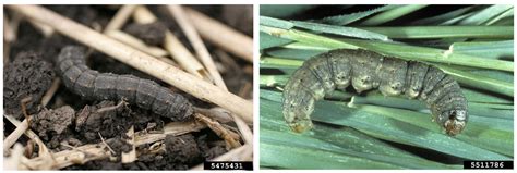 Identification and Management Strategies for Cutworms as Pests in Field ...