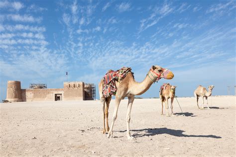 ILoveQatar.net | 20 fun facts about camels in Qatar