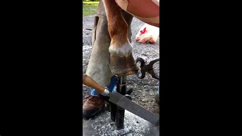 Trimming hooves of a chronically foundered pony/horse. Natural hoof trimming. - YouTube