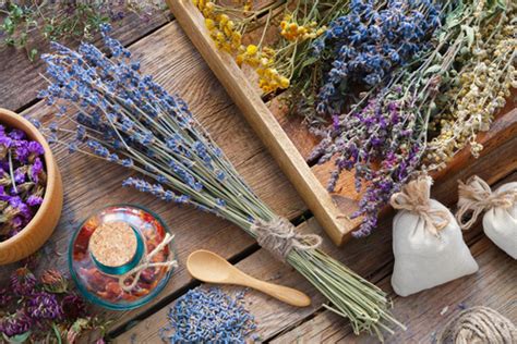 Harvesting: Lavender — Bees and Roses. Gardening tips and hacks.