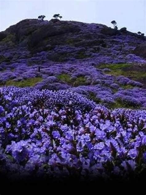 Nature’s Miracle: Neelkarunji - Flower That Blossom Once In 12 Yrs - News24