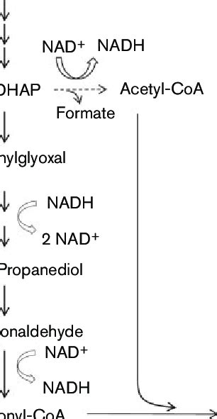 Pathway for production of propionyl-CoA as a precursor for the... | Download Scientific Diagram