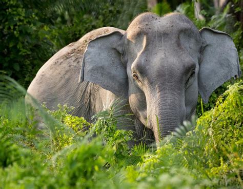 Types of Elephants - At Heritage House Bed & Breakfast St Lucia South ...