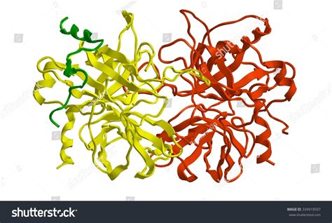 Molecular Structure Thrombin Coagulation Factor Ii Stock Illustration ...