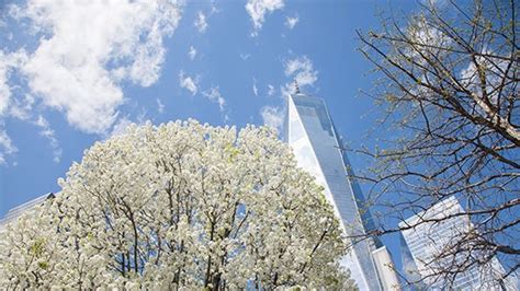 The Survivor Tree Blooms at Ground Zero | Architectural Digest