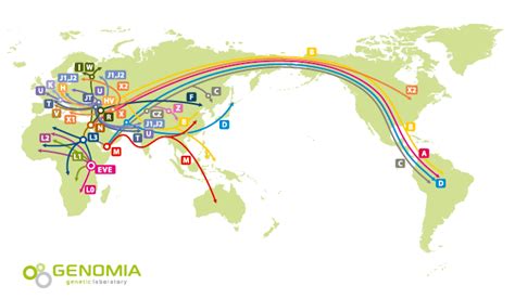 Haplogroup Chart