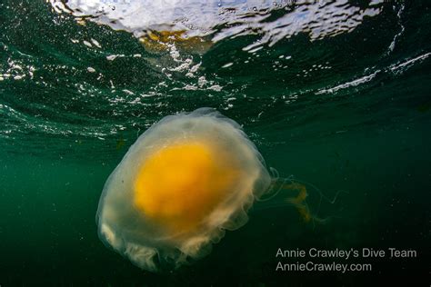 Jellies—Jellyfish—PNW Ocean Life—Species Identification — Edmonds ...