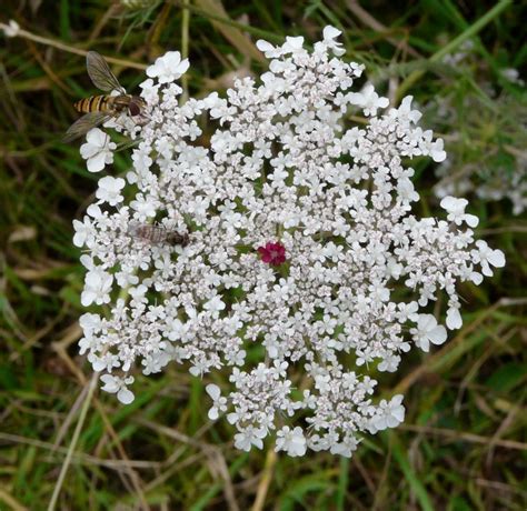 White Wild Flower at Gibraltar Point Nature Reserve Image