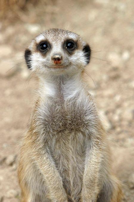 Meerkat smiling. What a beautiful smile! | Smiling animals, Cute animals, Laughing animals