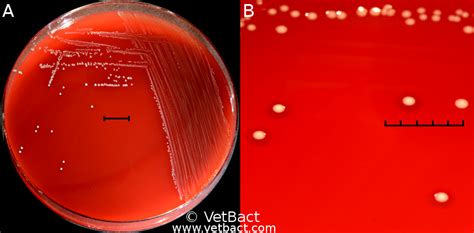 Streptococcus dysgalactiae subsp. dysgalactiae