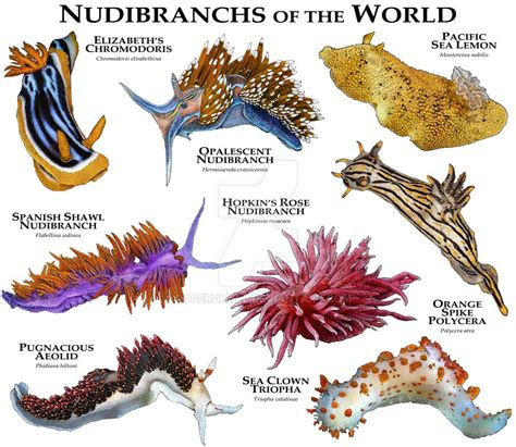 Nudibranches of the World by rogerdhall on DeviantArt | Sea slug ...