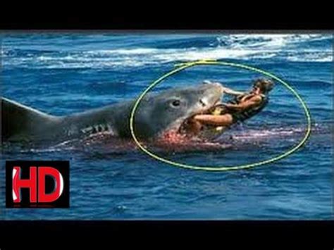 20 most horrific shark attacks