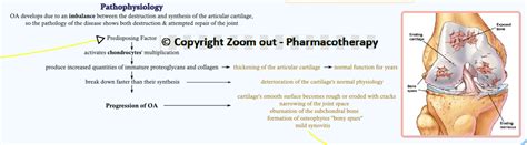 Pathophysiology Of Osteoarthritis Diagram