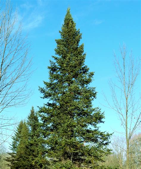 Balsam Fir Trees For Sale | Abies Balsamea | The Tree Center