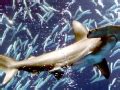 Scalloped Hammerhead Shark – "OCEAN TREASURES" Memorial Library
