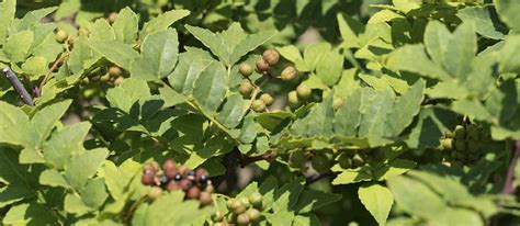 Sansho Pepper | Local Peppercorns From Japan