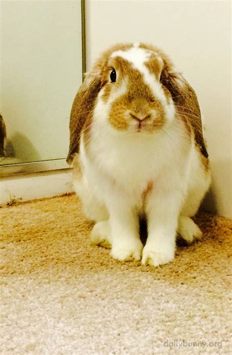 Spooks 💖🔔 on Twitter: "RT @TheDailyBunny: If you stare at this picture long enough bunny's nose ...