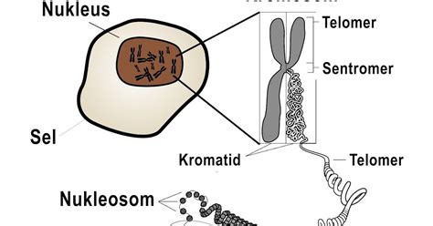 Pengertian Kromosom Lengkap Struktur, Jenis, Fungsi, Kelainan dan Gambar - MARKIJAR.Com