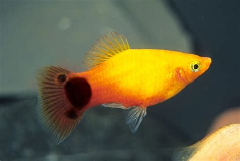 Sunburst Mickey Mouse Platy - hzwsdxgfs2