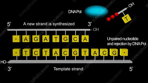 Proofreading by DNA polymerase, animation - Stock Video Clip - K003 ...