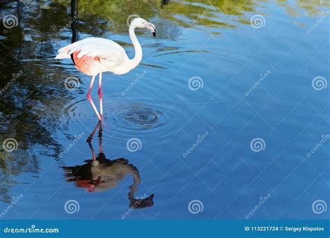 Flamingo in Nature Habitat. Stock Photo - Image of nice, natural: 113221724