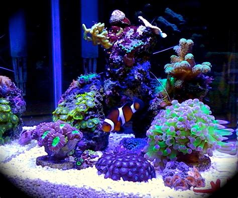 Nice nano tank | Marine aquarium fish, Reef tank aquascaping, Saltwater ...