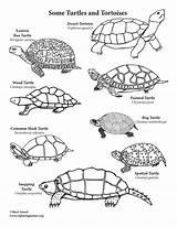 Tortoise Coloring Pages sketch template