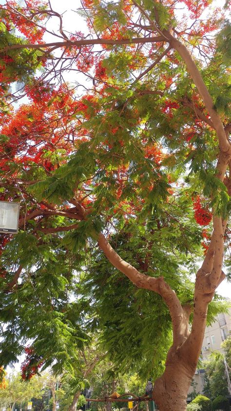 identification - What tree is it? (orange/yellow Jacaranda ...