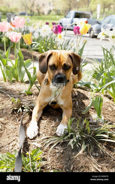 Dog with flowers Stock Photo - Alamy