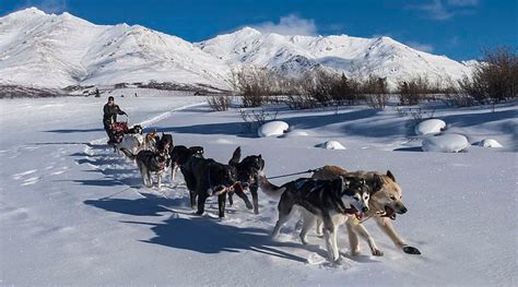 Unique Sledge Dogs Helped Inuit Thrive In North American Arctic – Eurasia Review