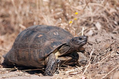 Testudo marginata | JuzaPhoto