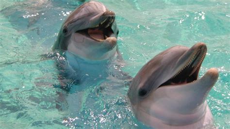 Decoding the secrets of dolphins’ language - BBC Future