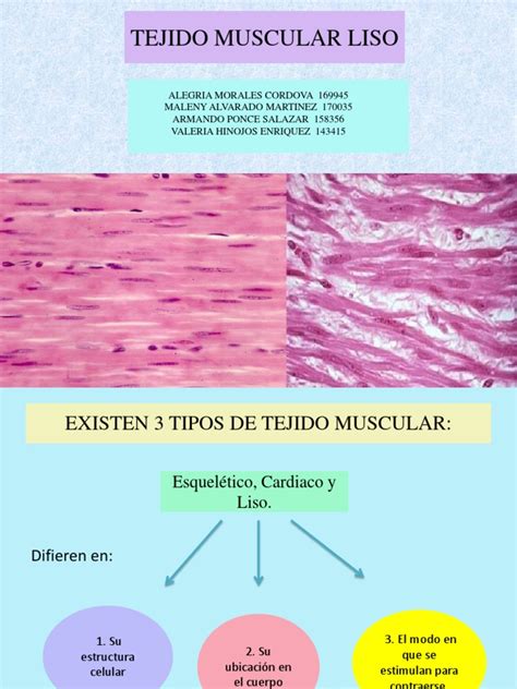 Musculo Liso 2 | PDF | Tejido muscular liso | Contracción muscular