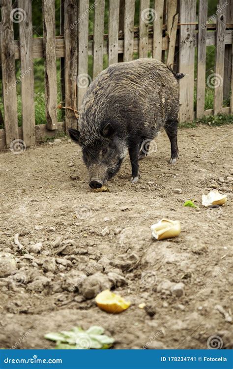 Wild boar farm stock image. Image of quadruped, hunt - 178234741