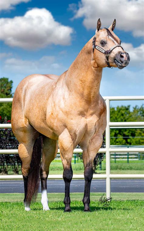 Stallions – Terry Bradshaw Quarter Horses